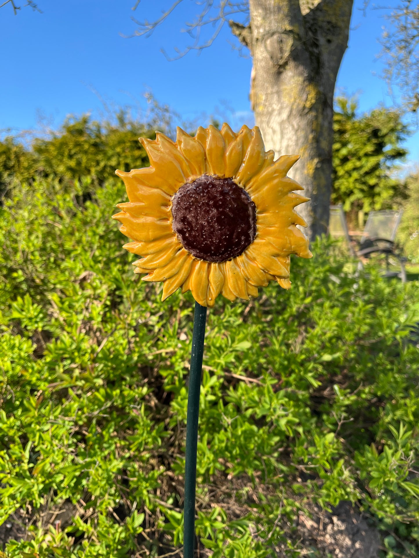 Zonnebloem