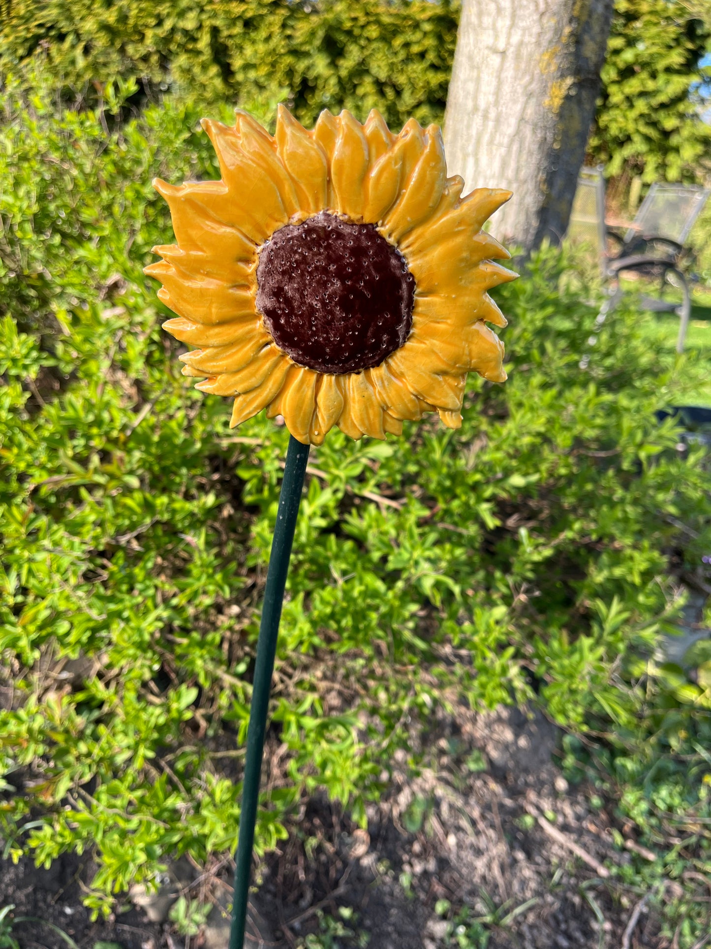 Zonnebloem