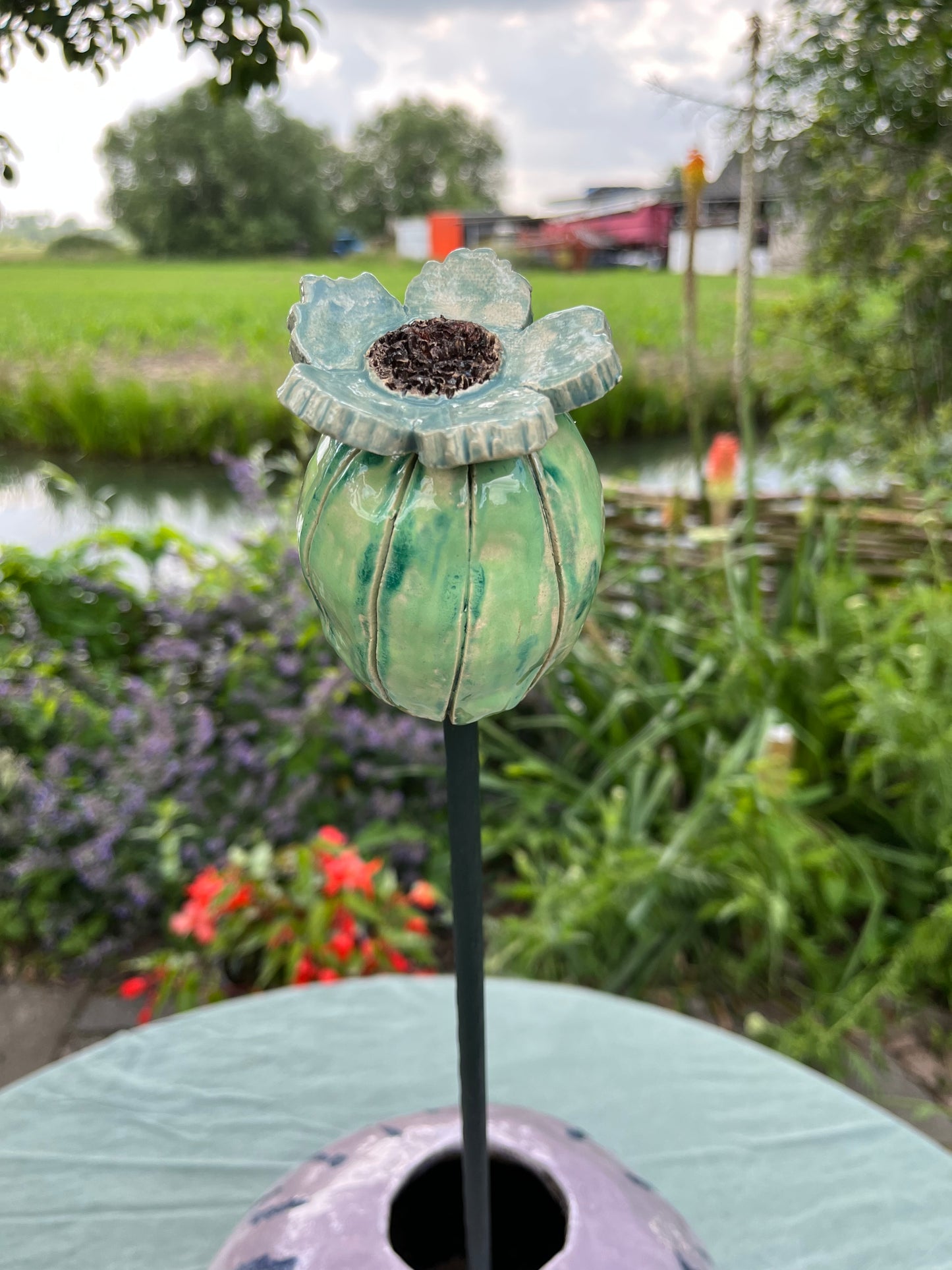 papaver bol.