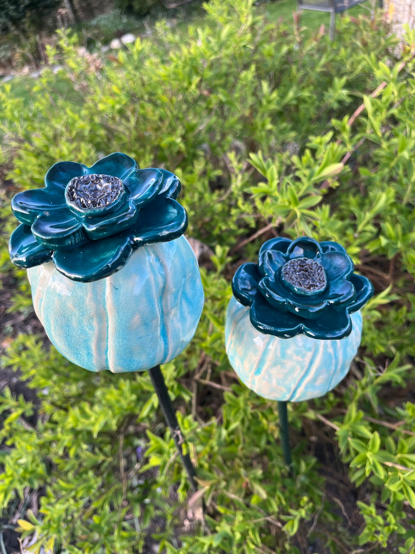 Papaver bollen groot. Set van twee