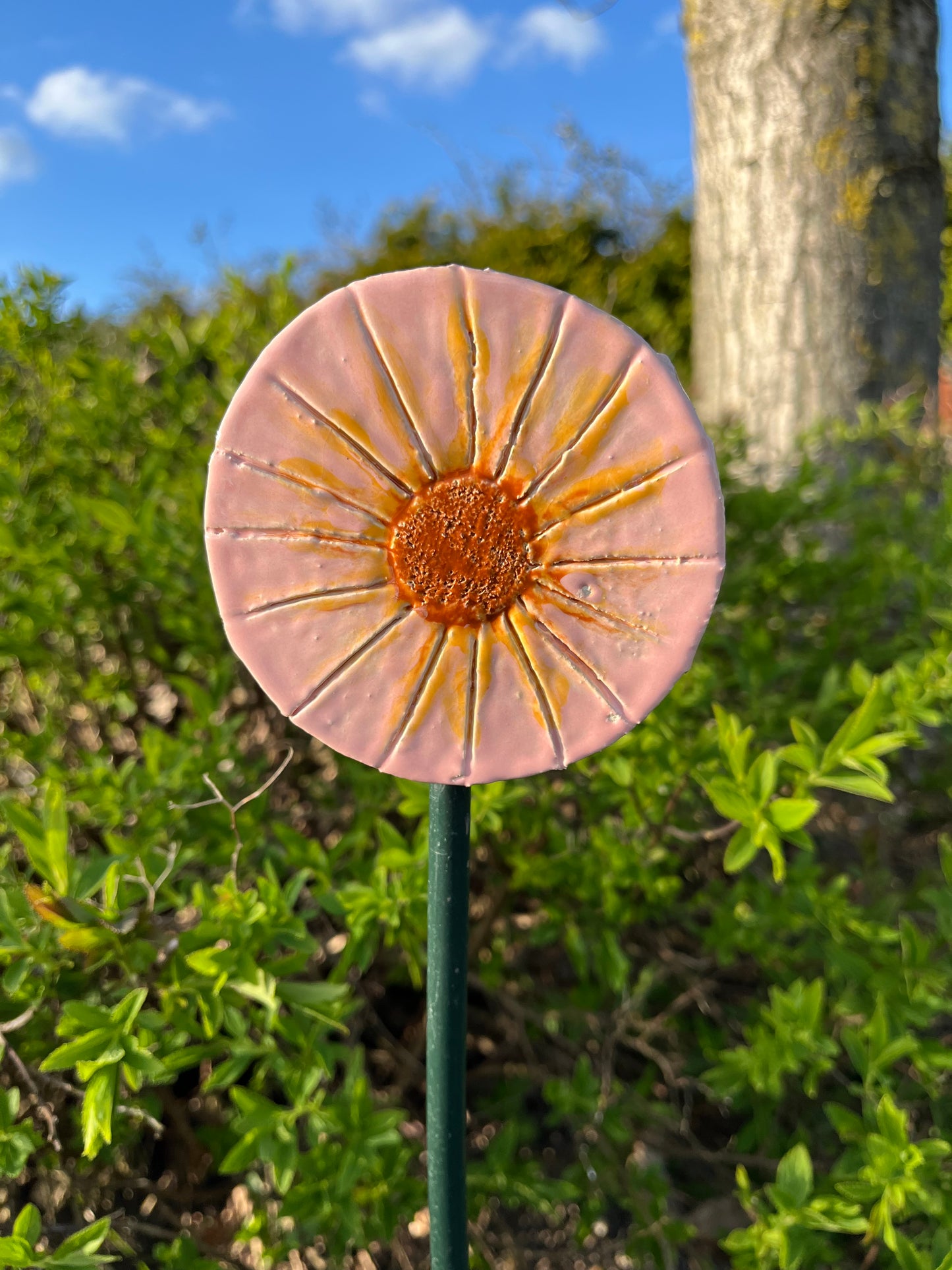 Roze/gele bloem.