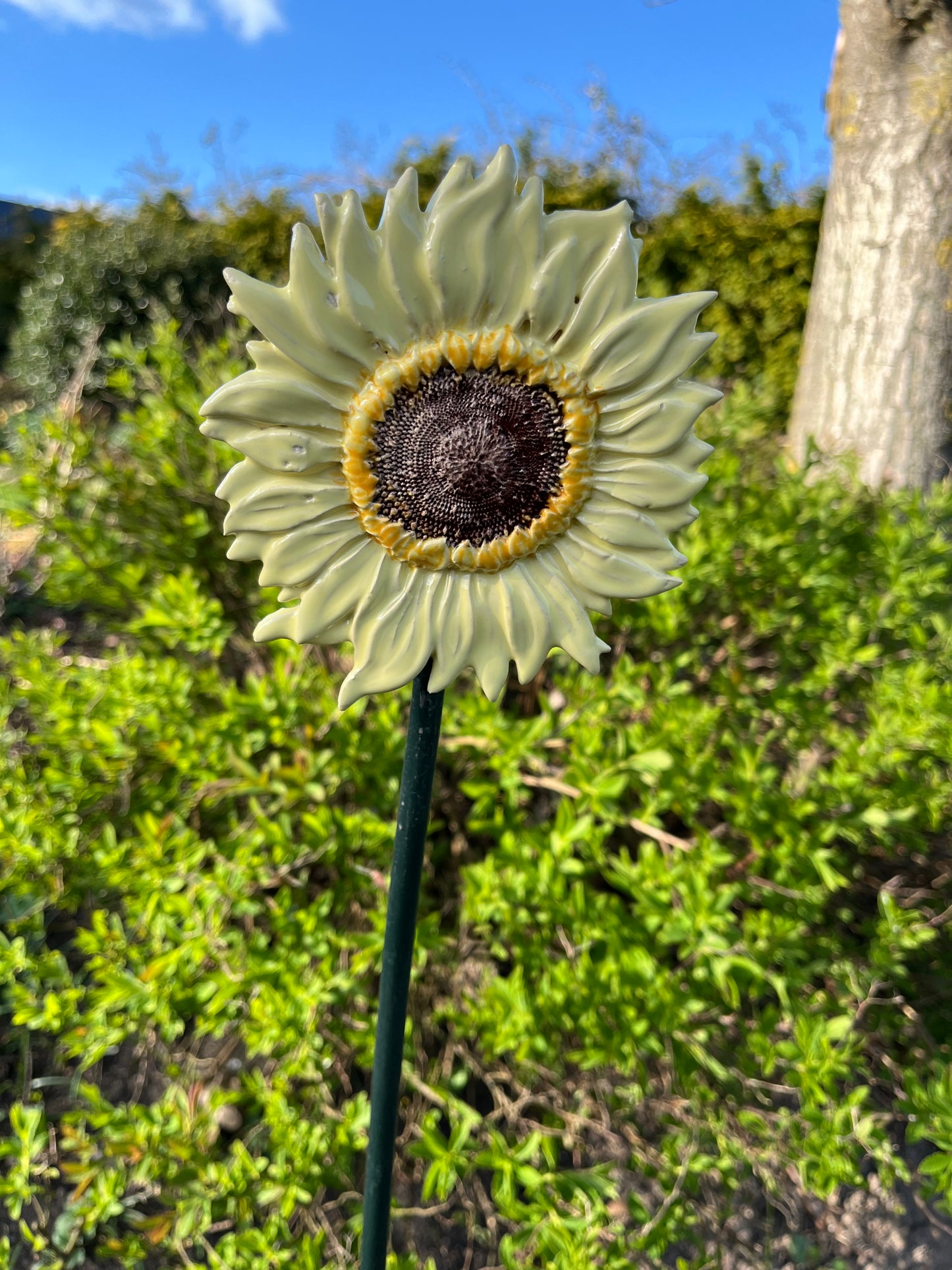 Zonnebloem