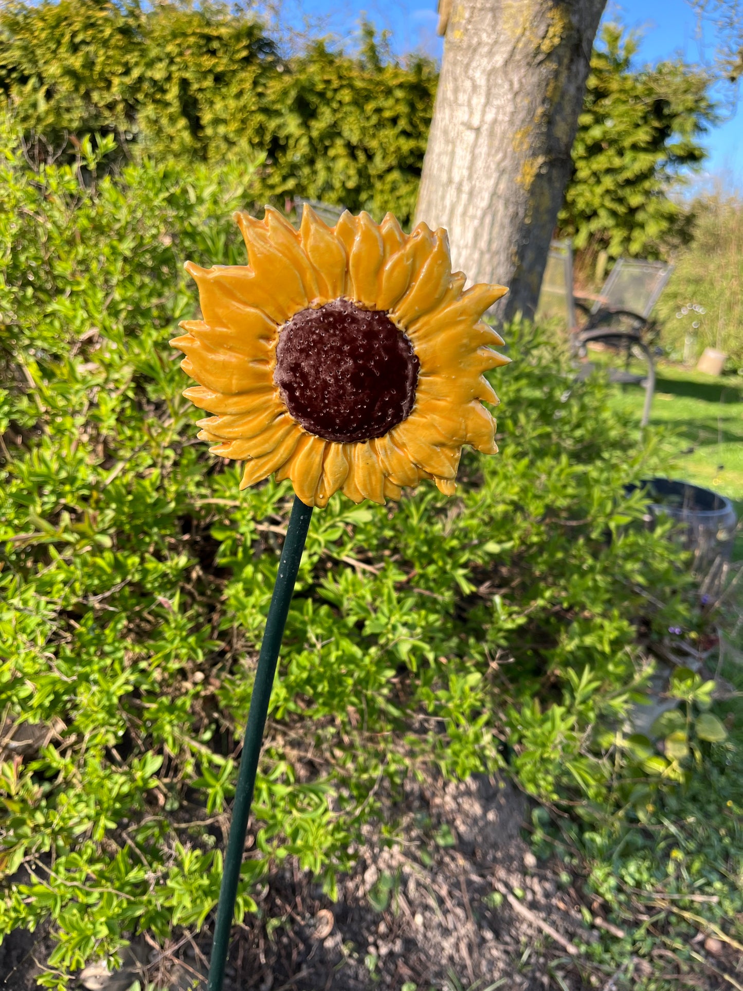 Zonnebloem