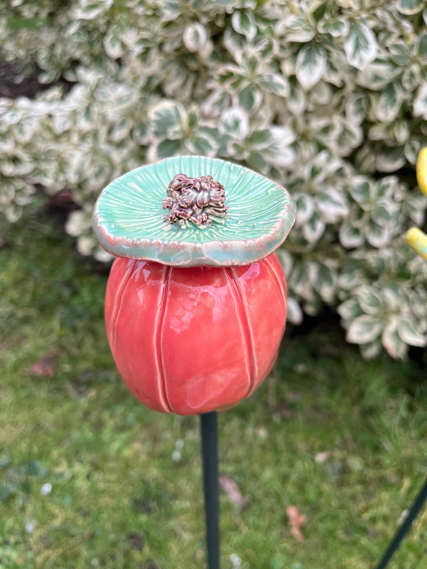 Papaver