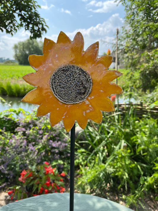 zonnebloem
