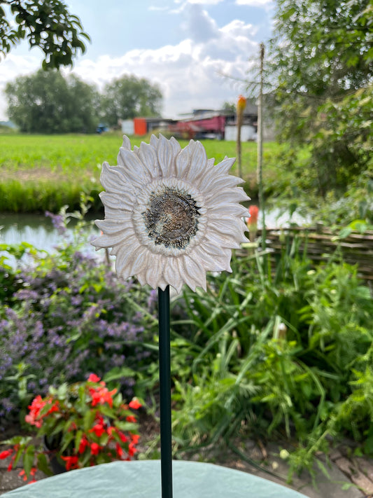 zonnebloem wit.