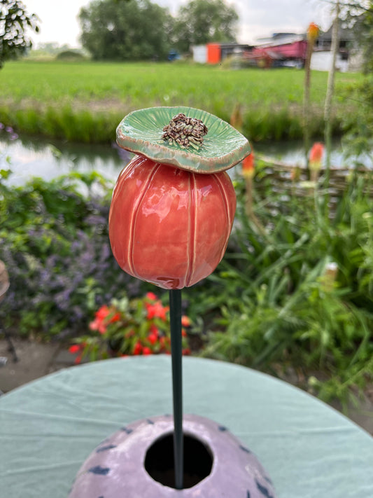 papaver bol