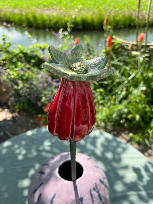 papaver bol.
