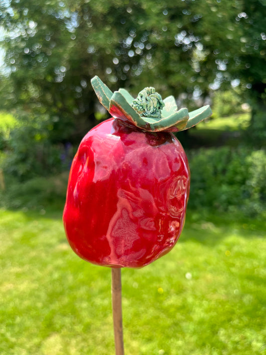 papaver bol.