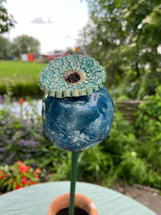papaver bol.